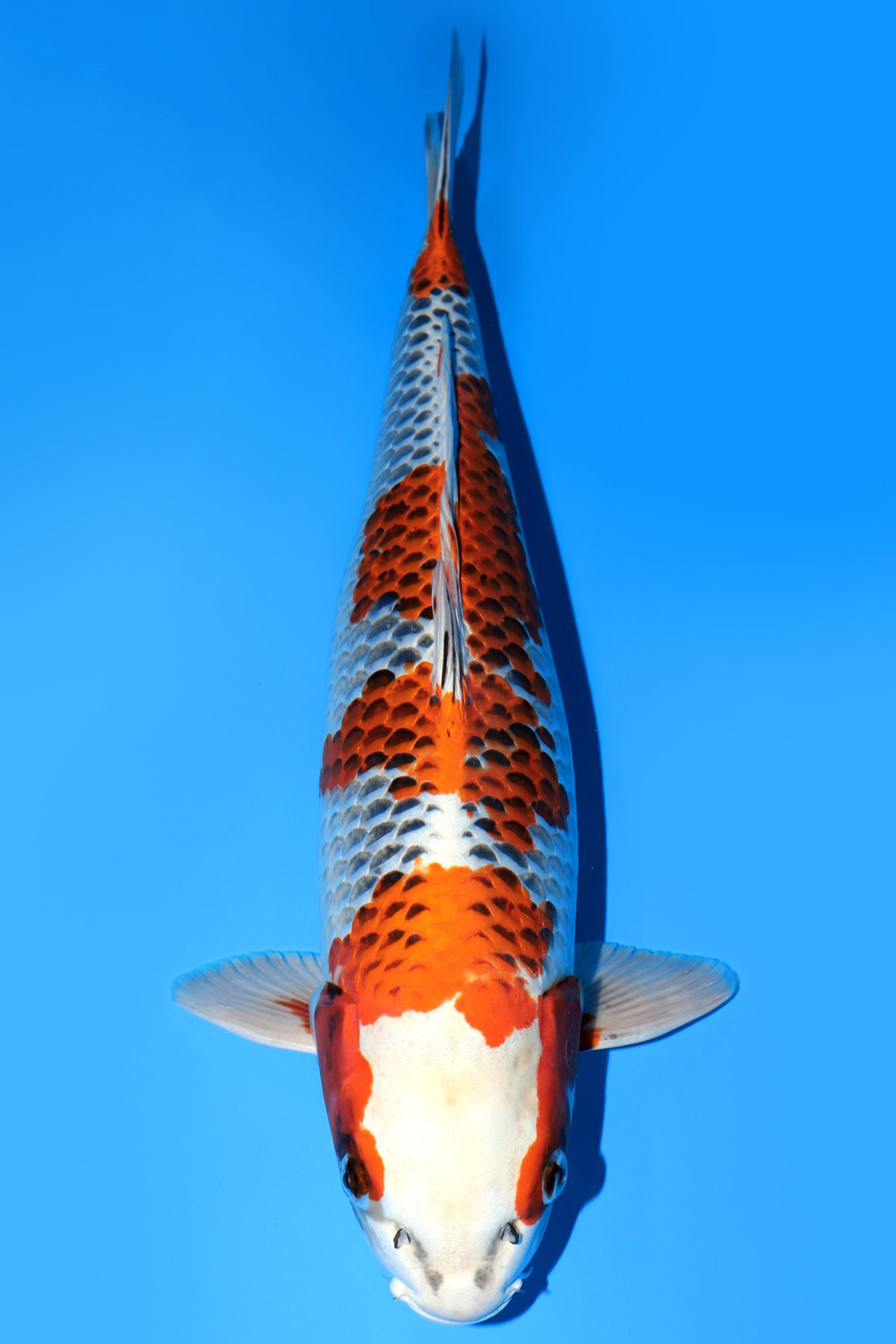 Juara 2