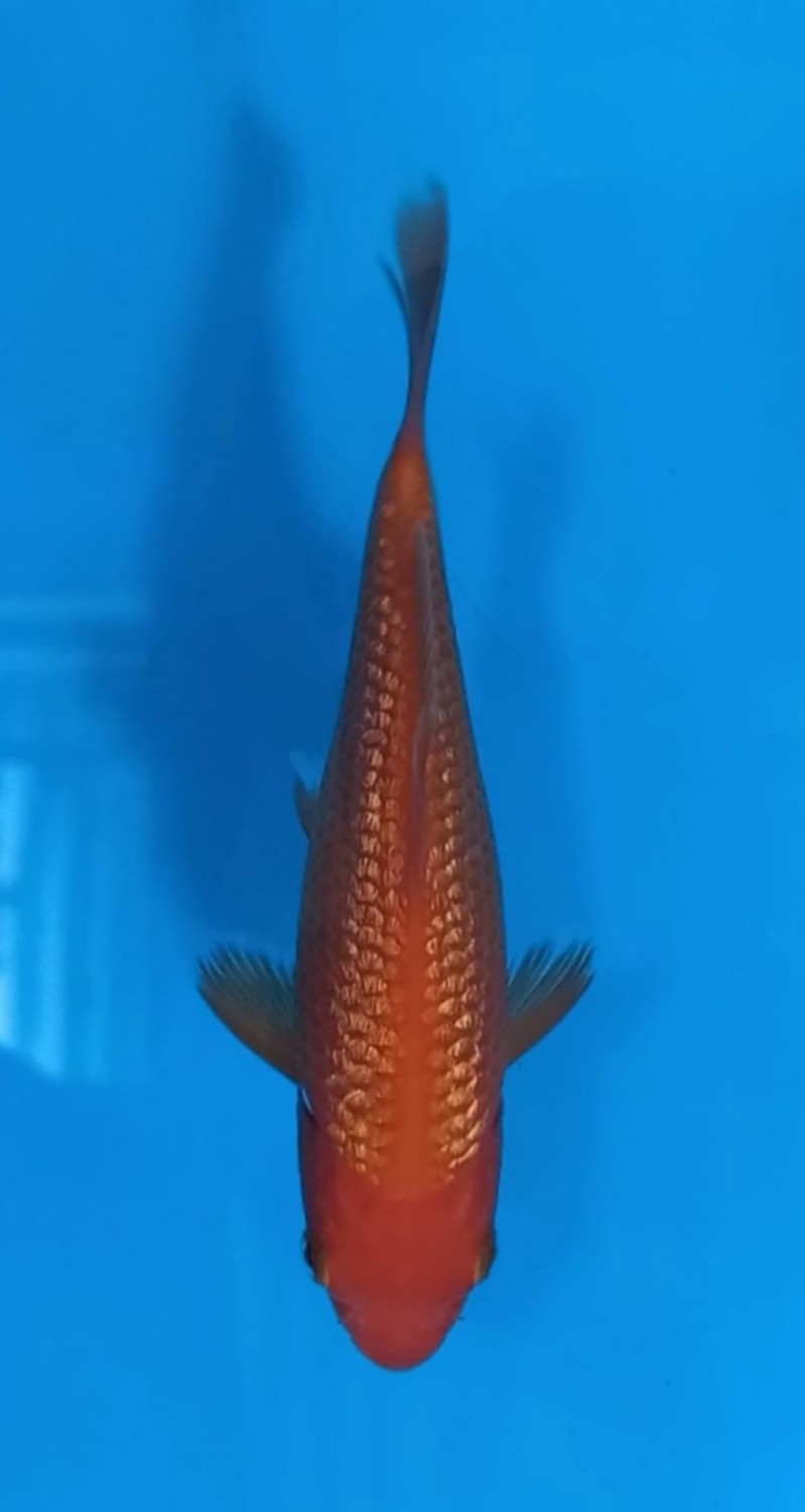 Juara 2