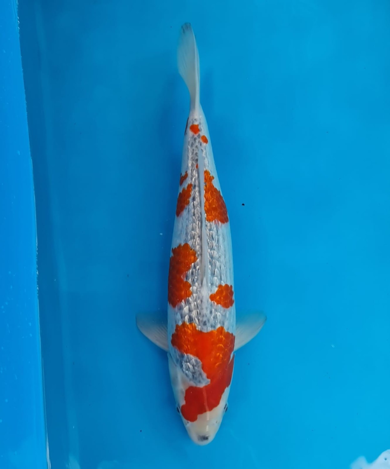 Juara 1
