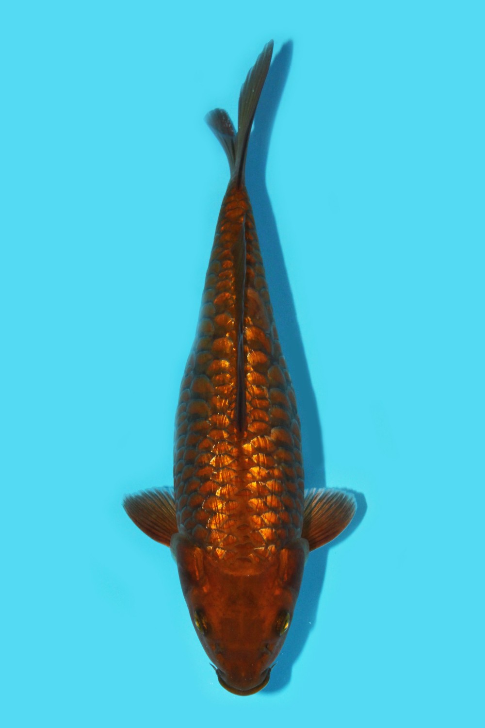 Juara 5
