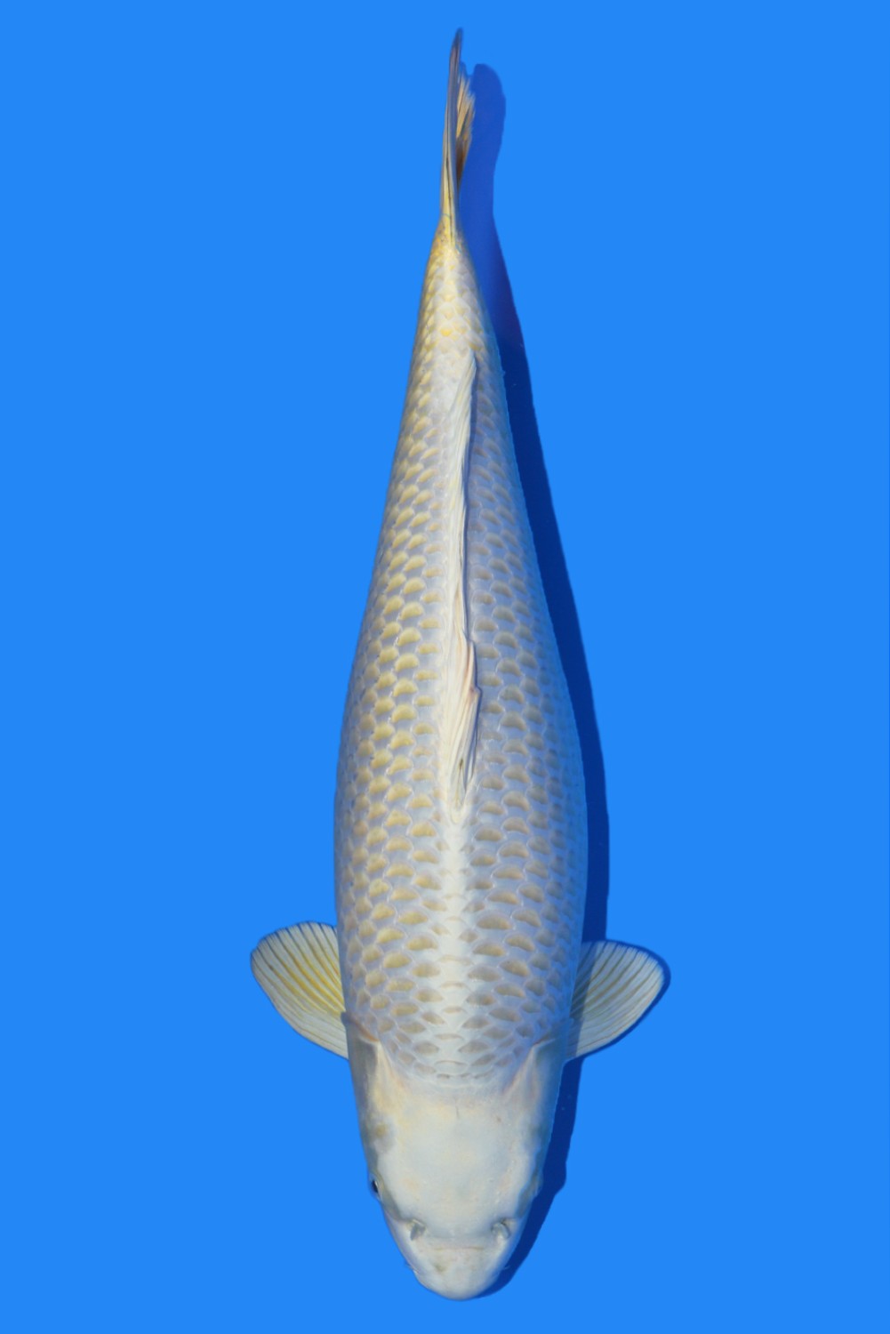 Juara 2