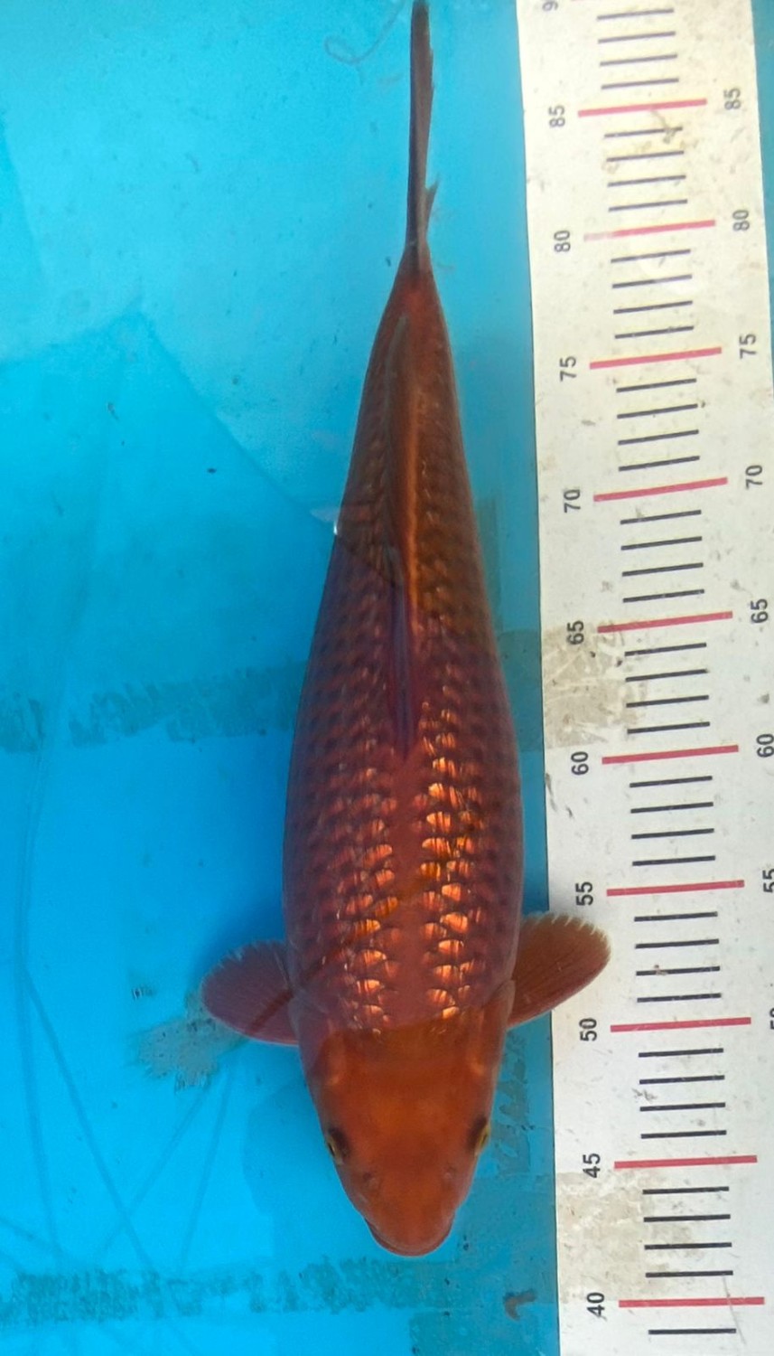 Juara 1