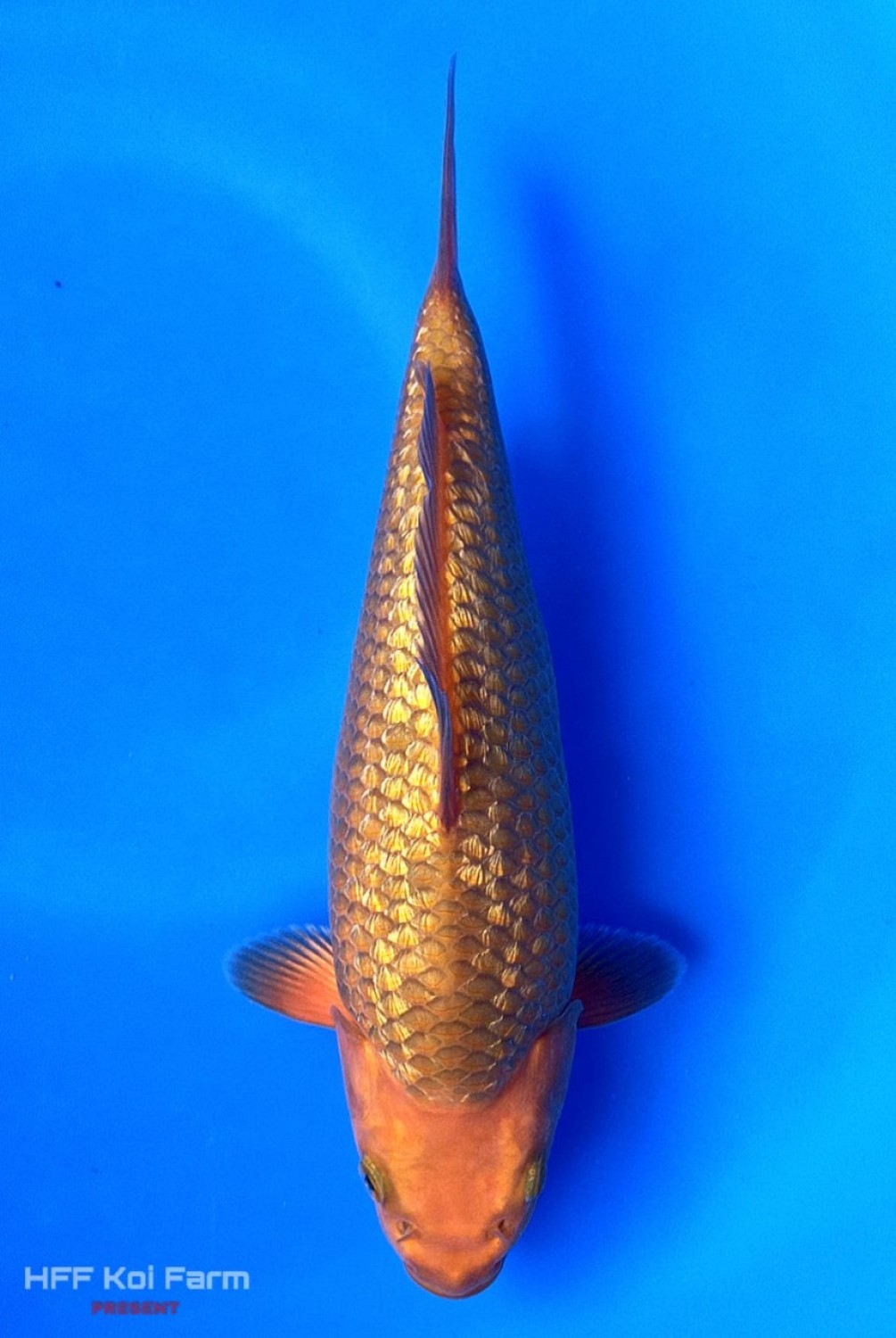 Juara 3