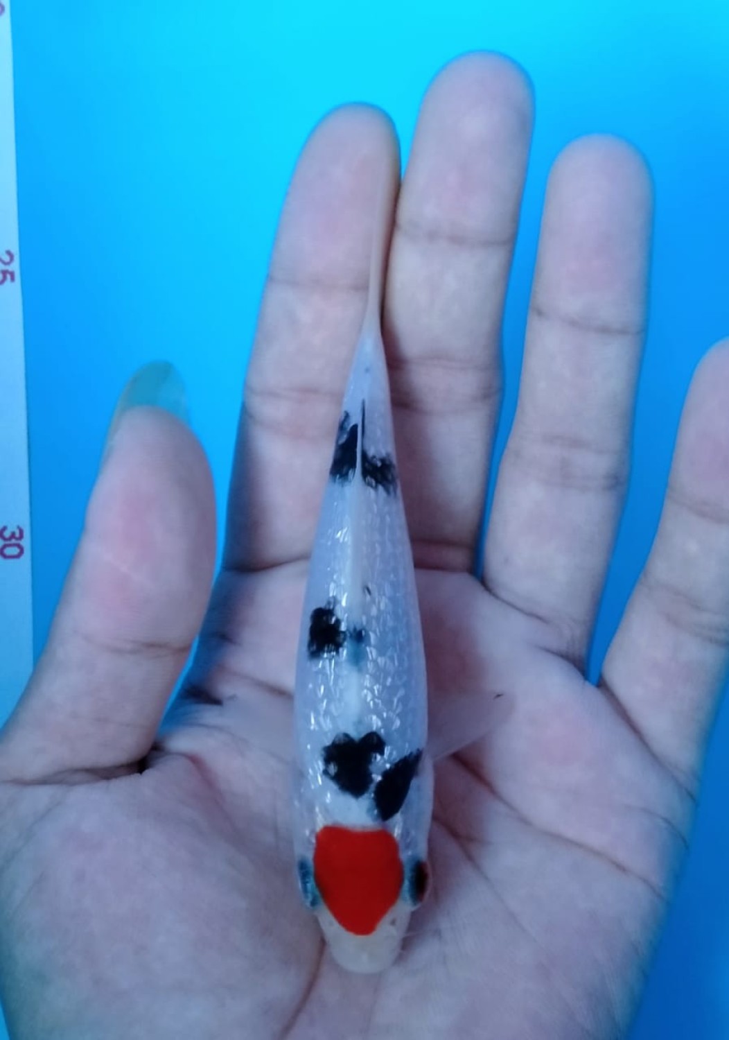 Juara 3