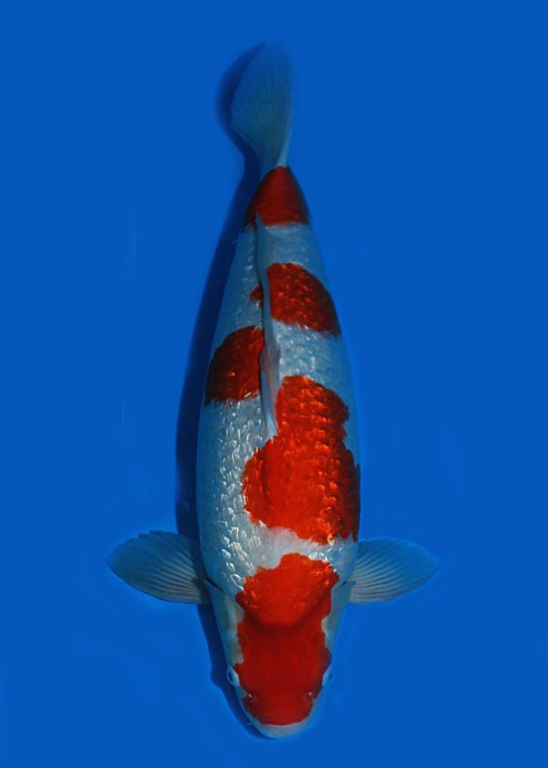 Juara 2