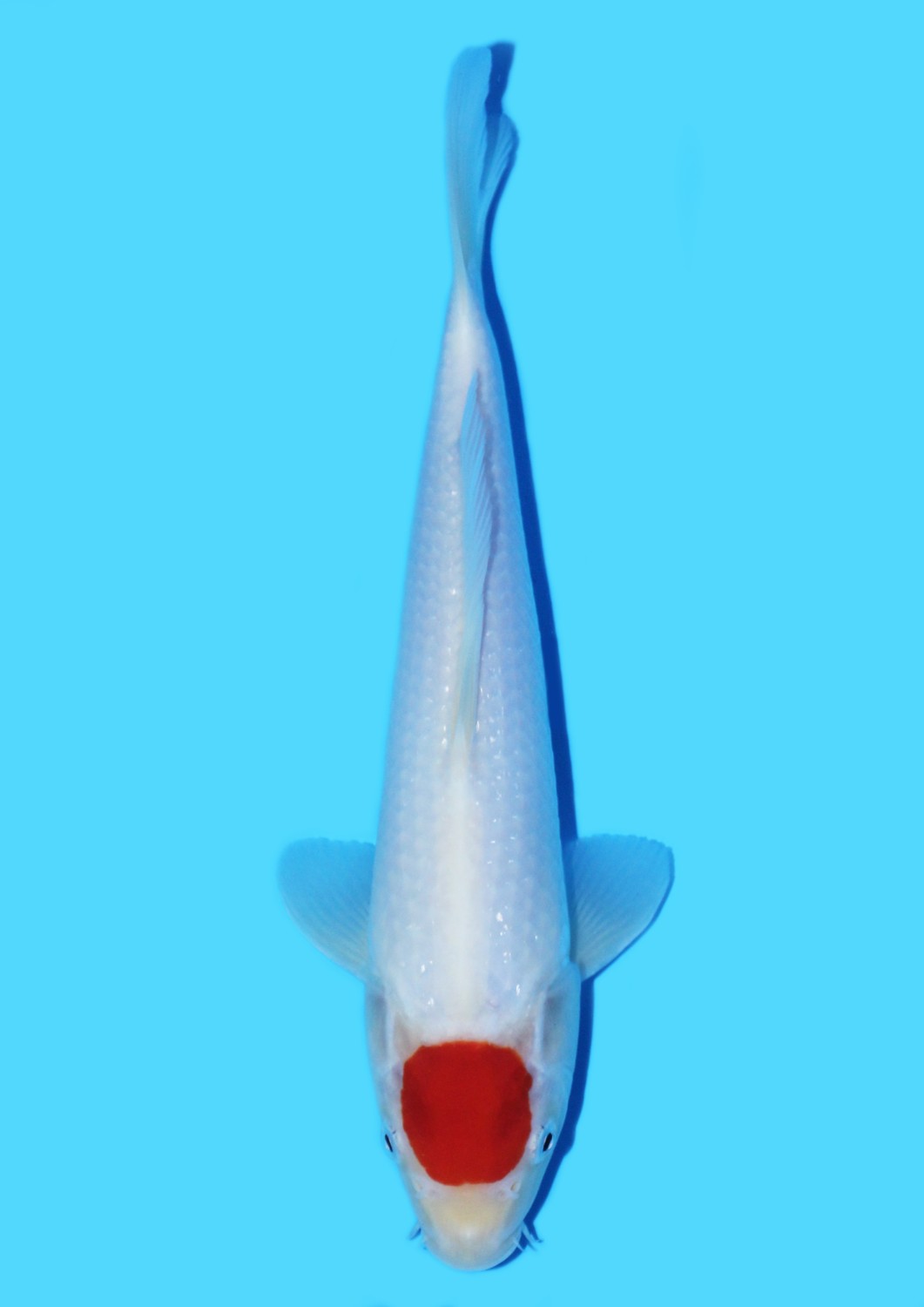 Juara 5
