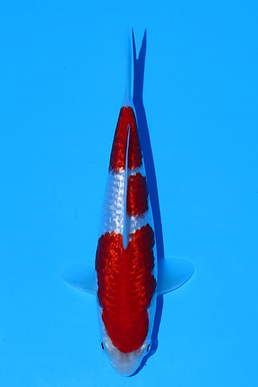 Juara 1