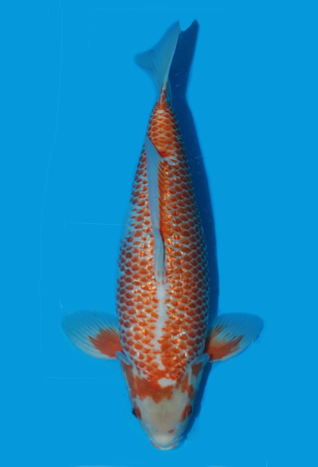 Juara 2