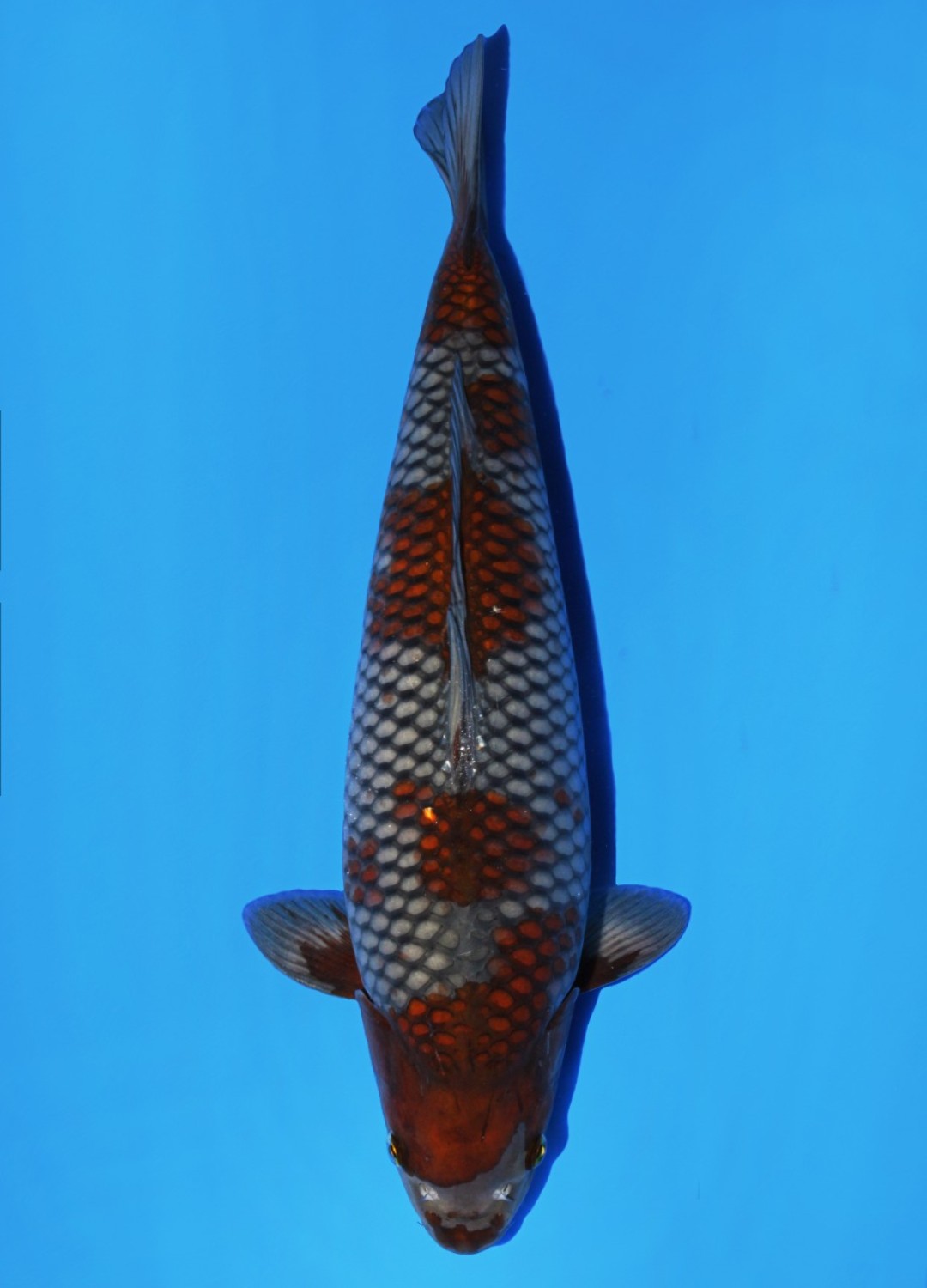 Juara 3