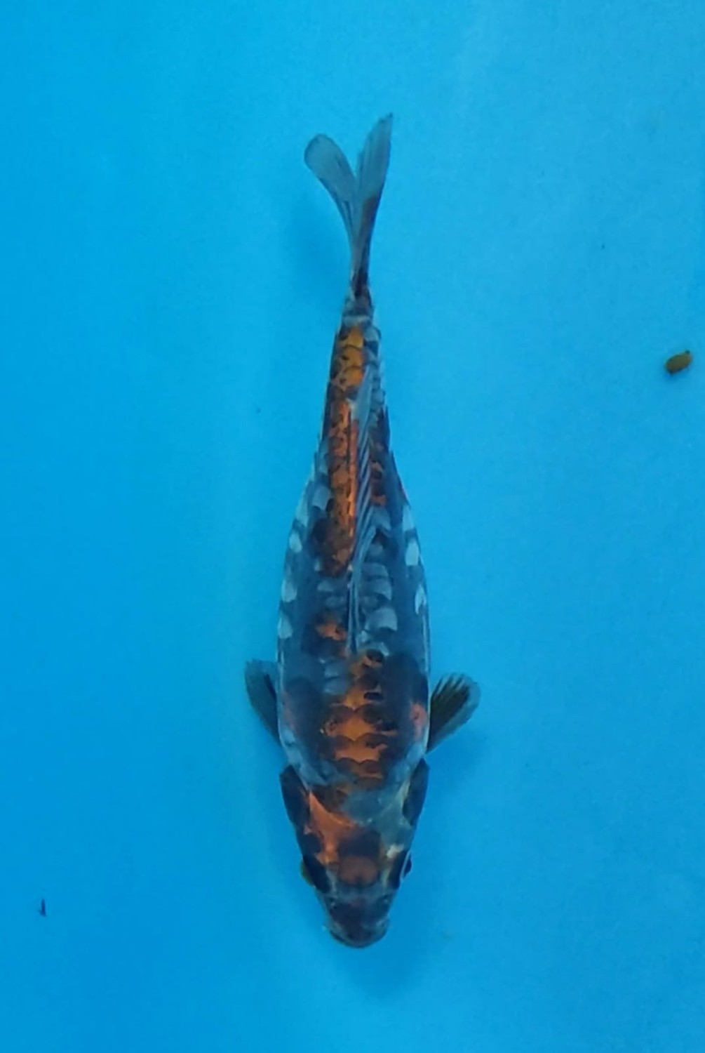 Juara 1