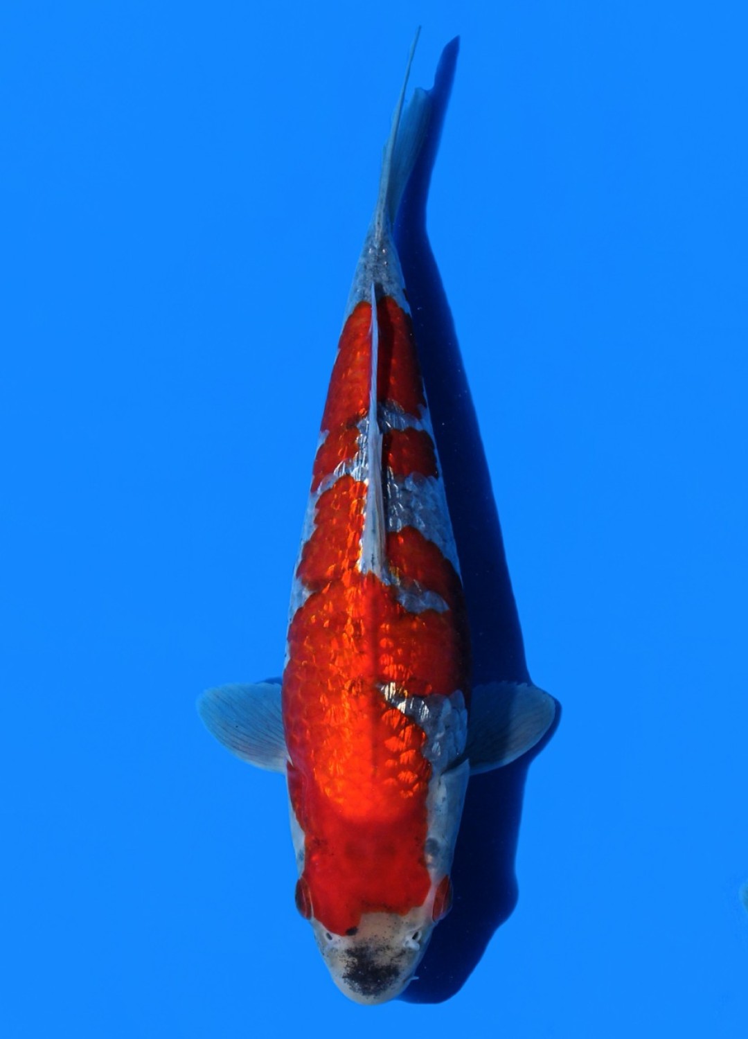 Juara 2