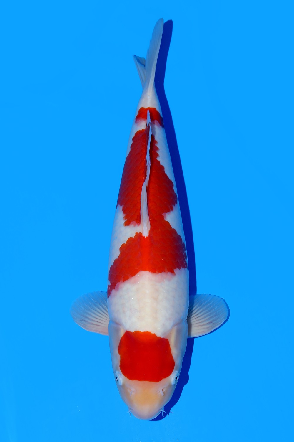 Juara 1