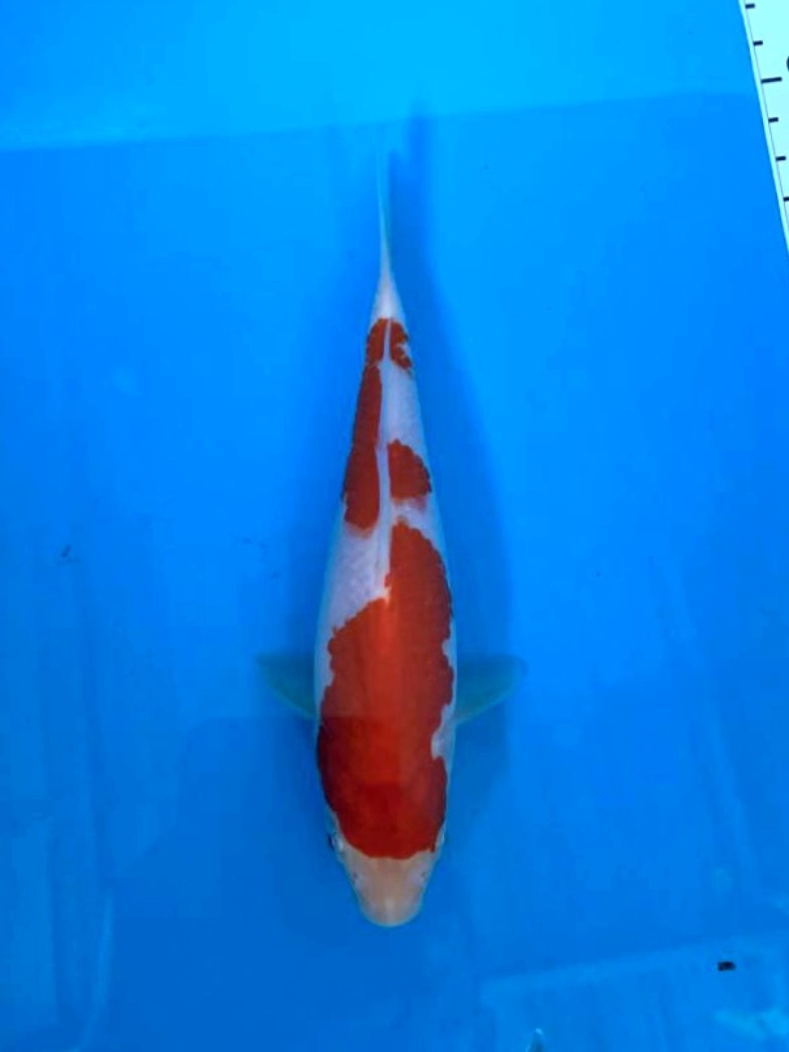 Juara 4