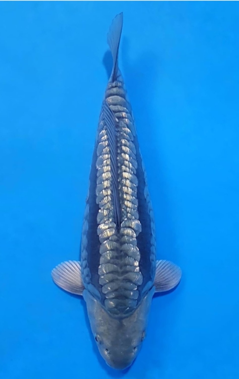 Juara 2