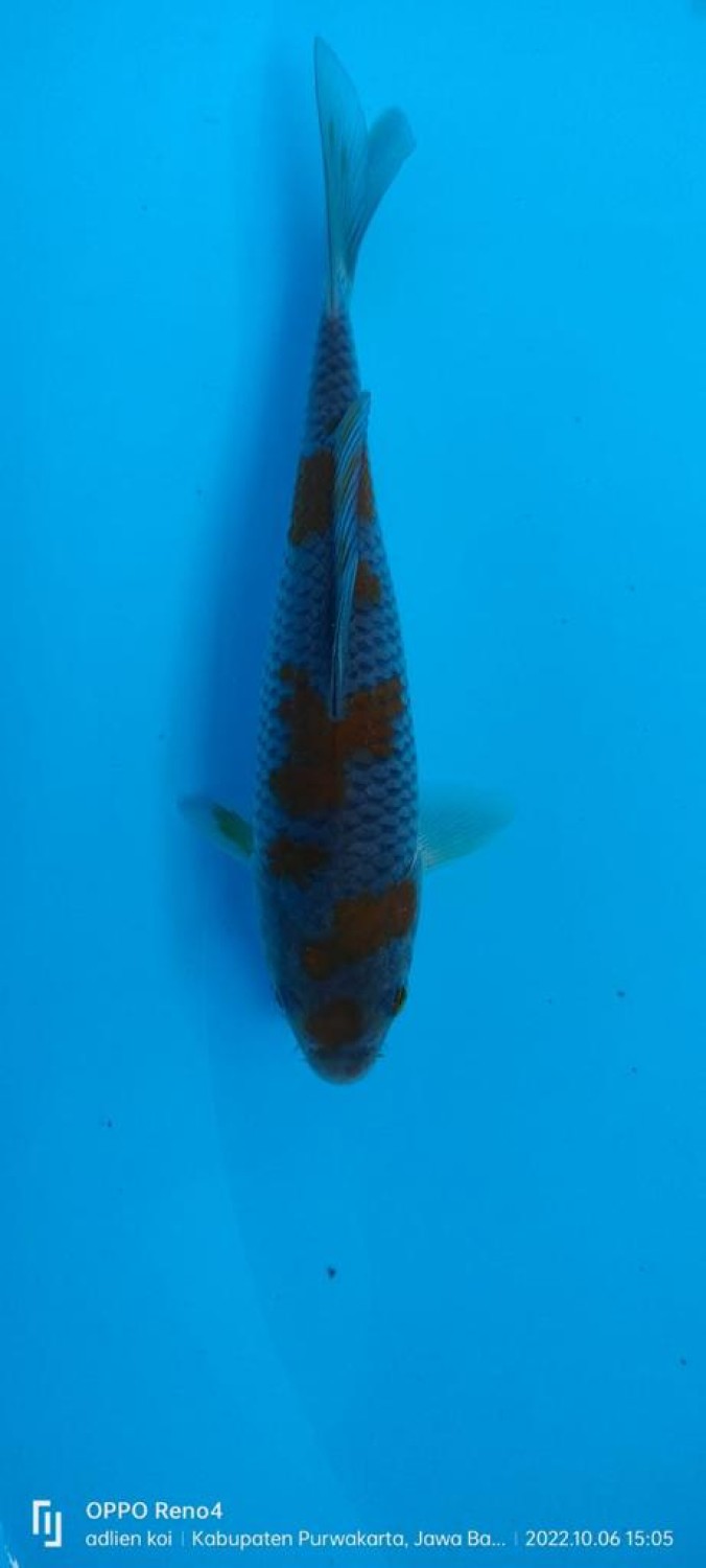 Juara 4