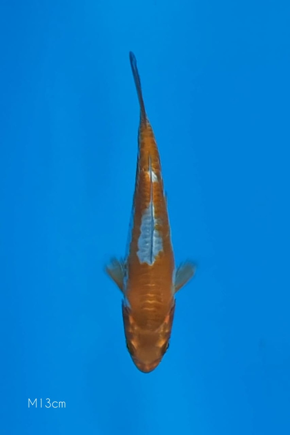 Juara 1