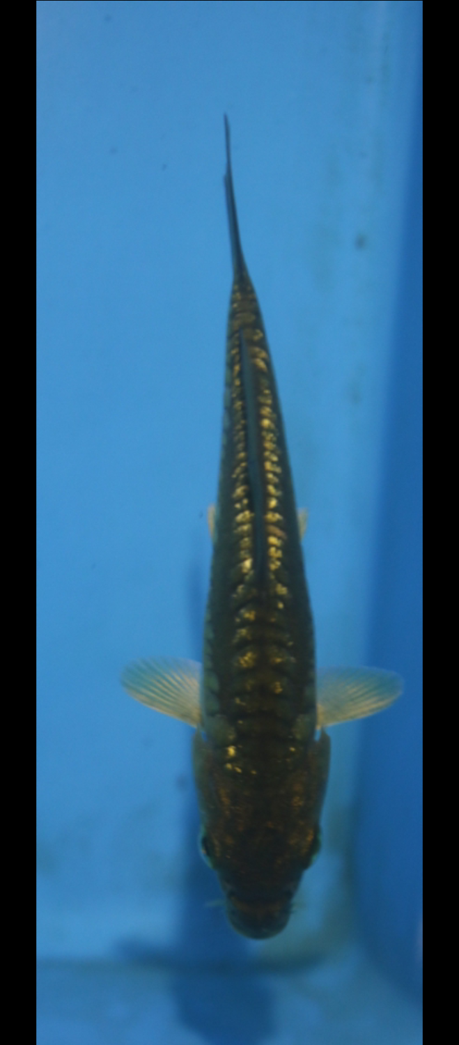 Juara 4