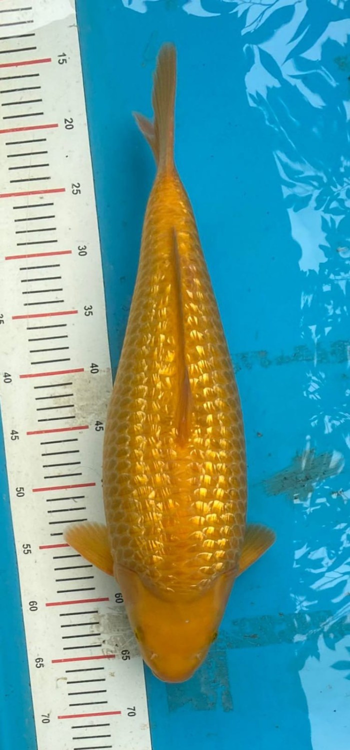 Juara 1