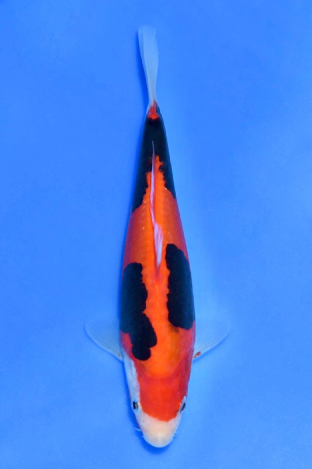 Juara 1