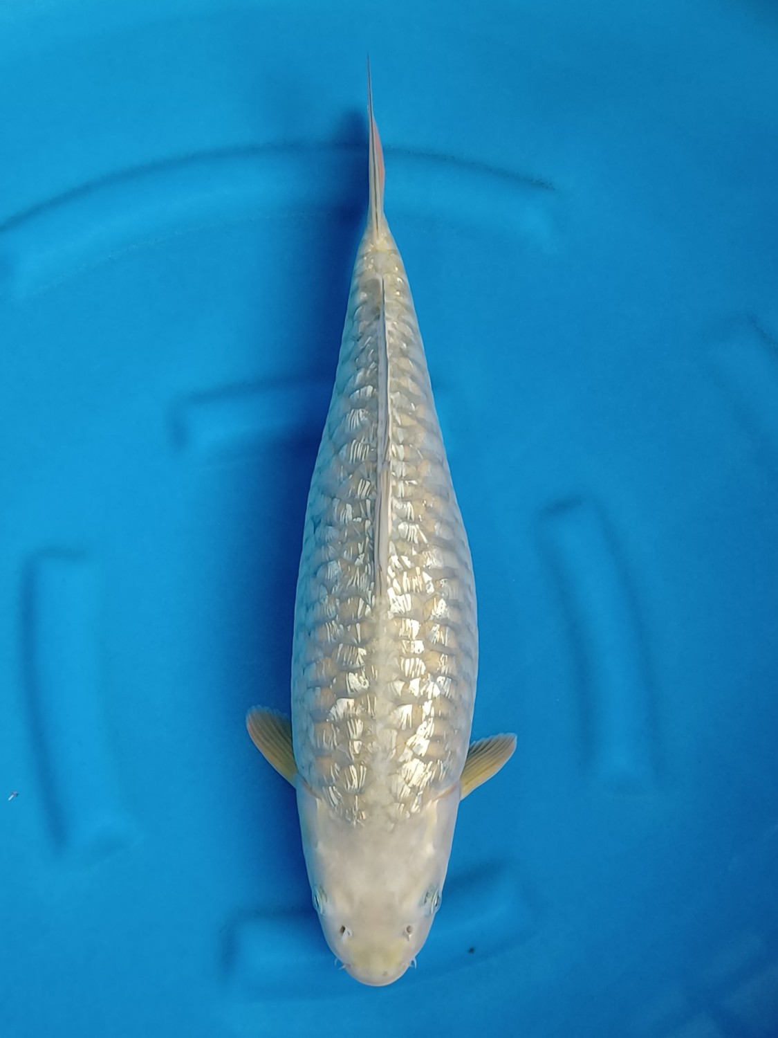 Best In Size F 46 - 50 cm