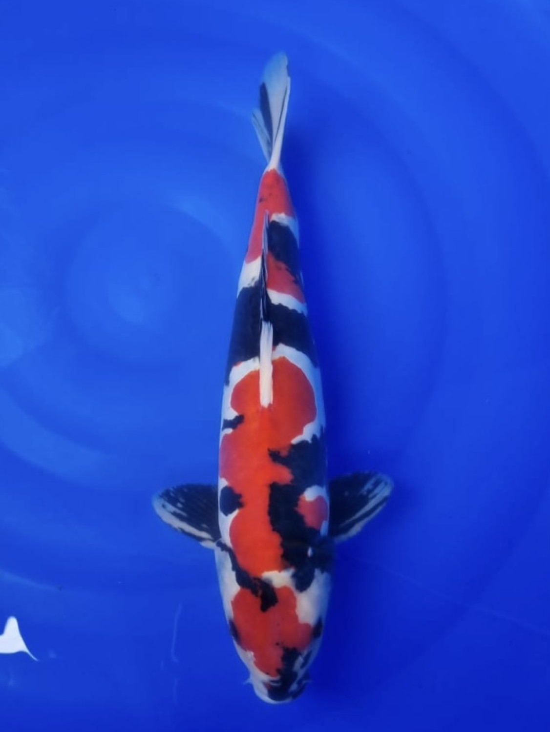 Juara 5