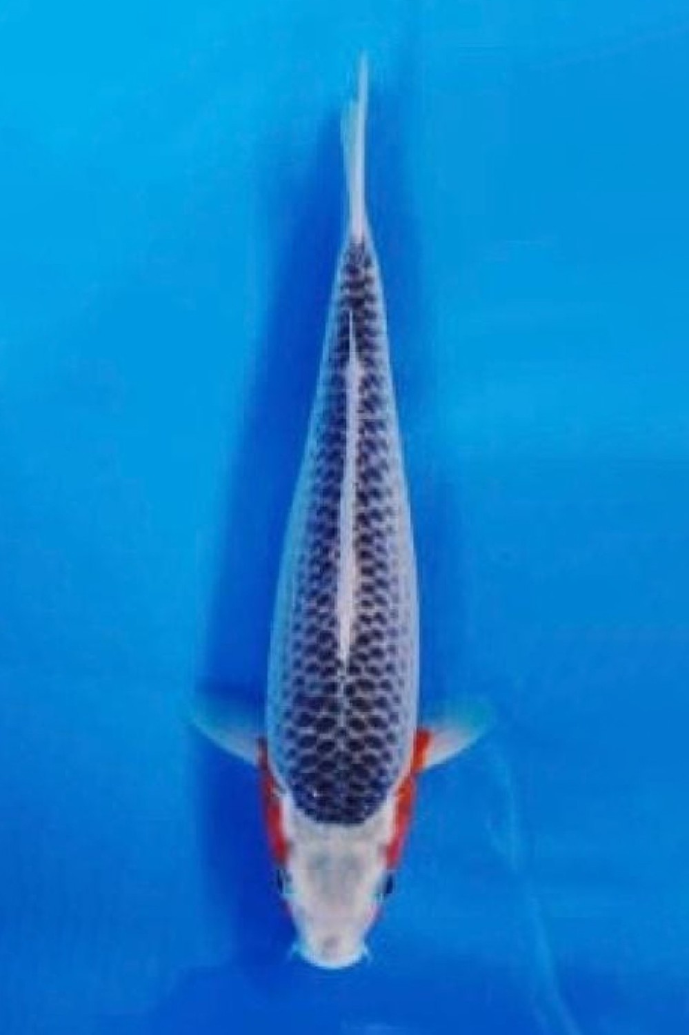 Juara 2