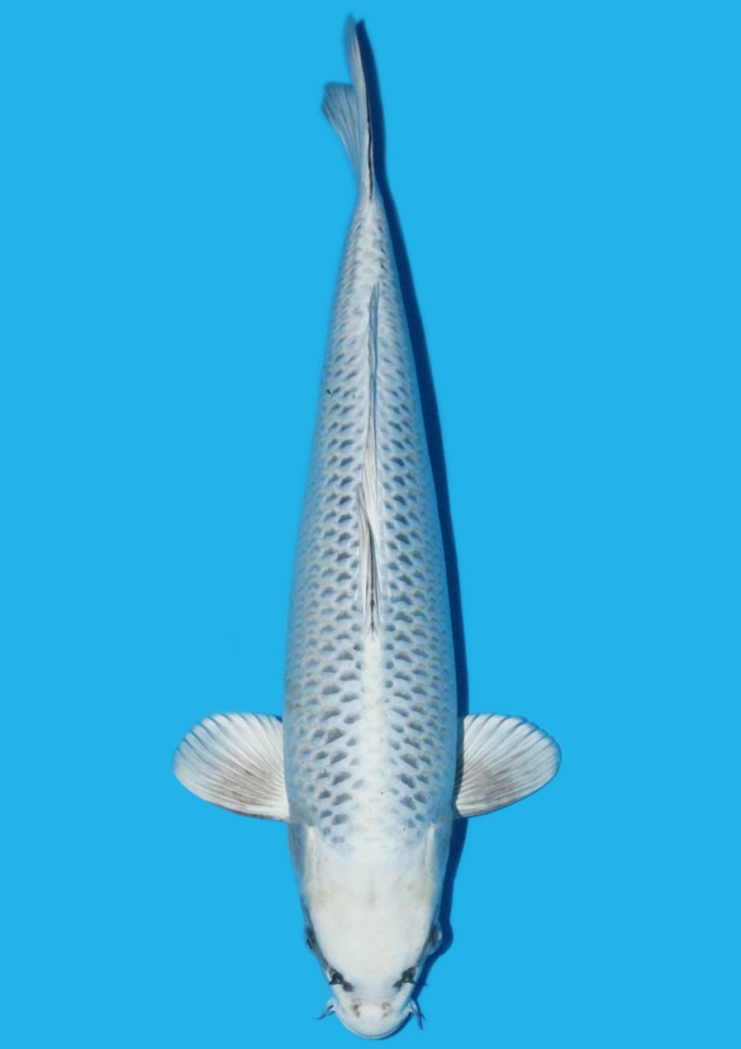 Juara 5