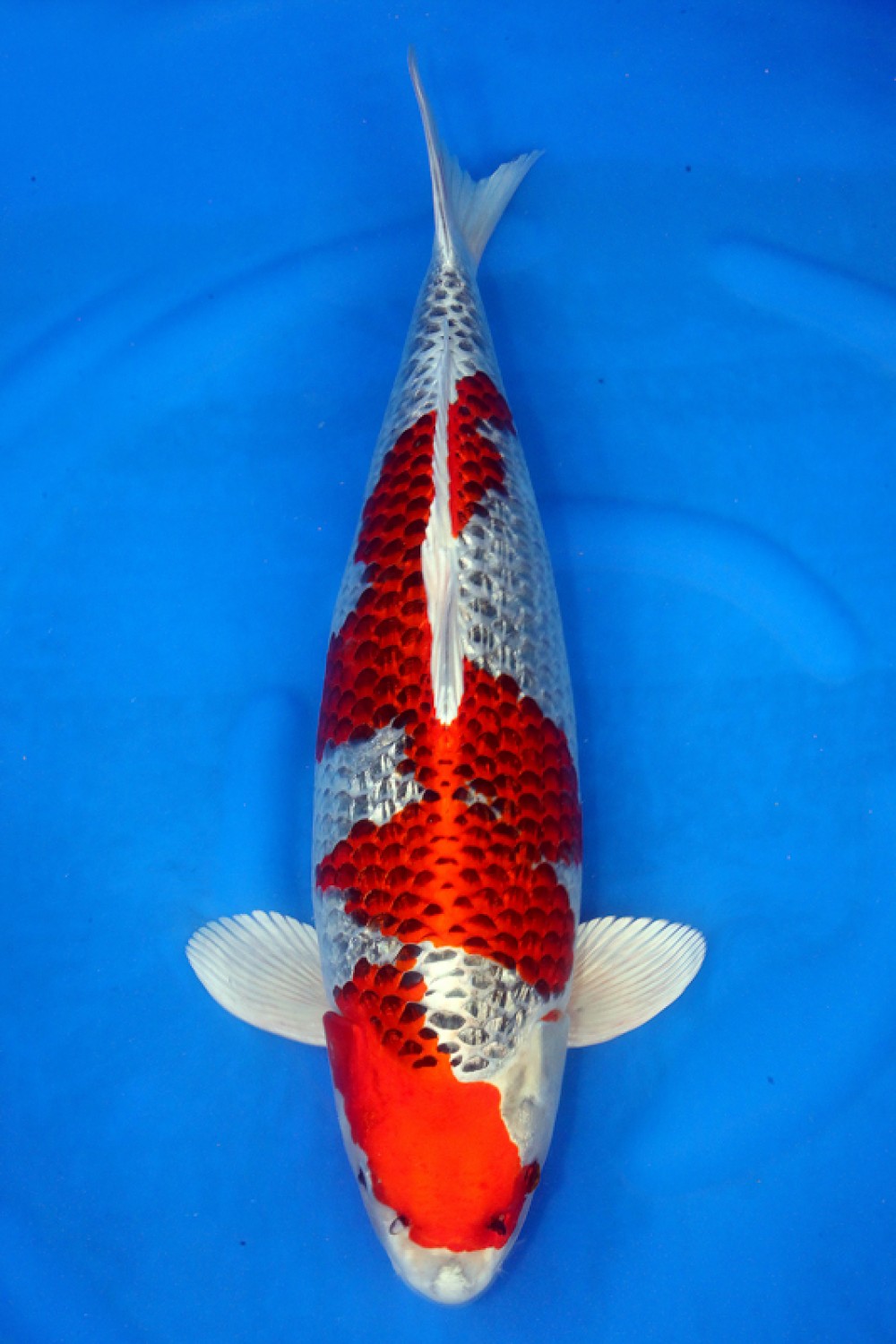Juara 2
