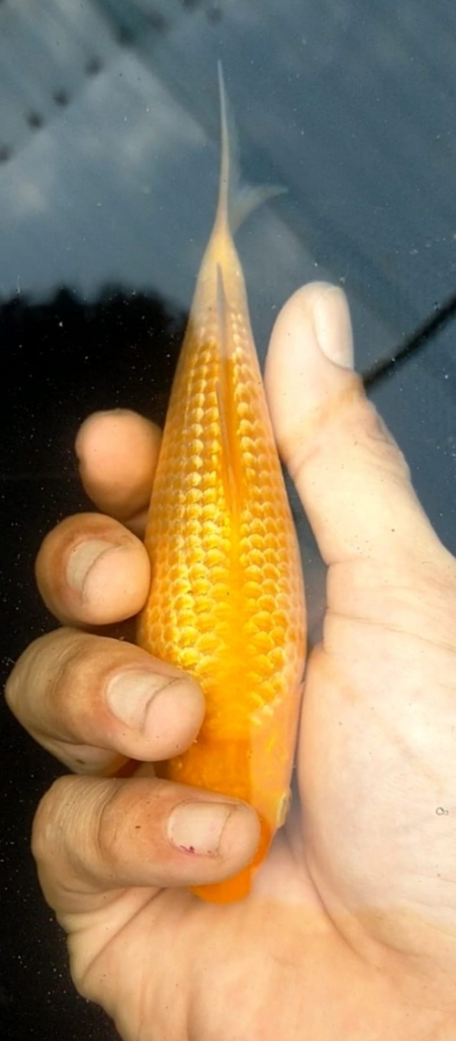 Juara 2