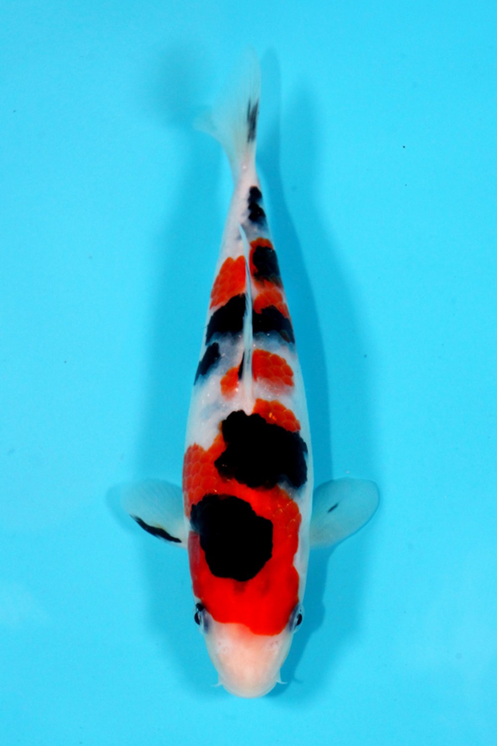 Juara 4