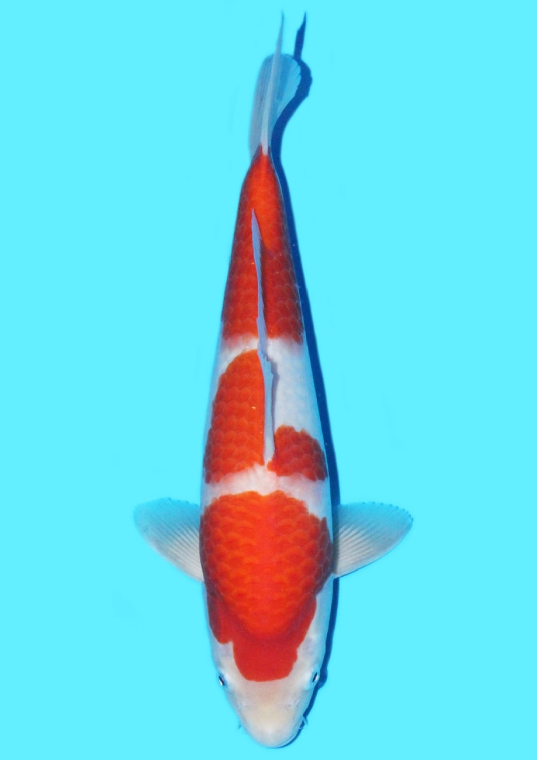 Juara 5