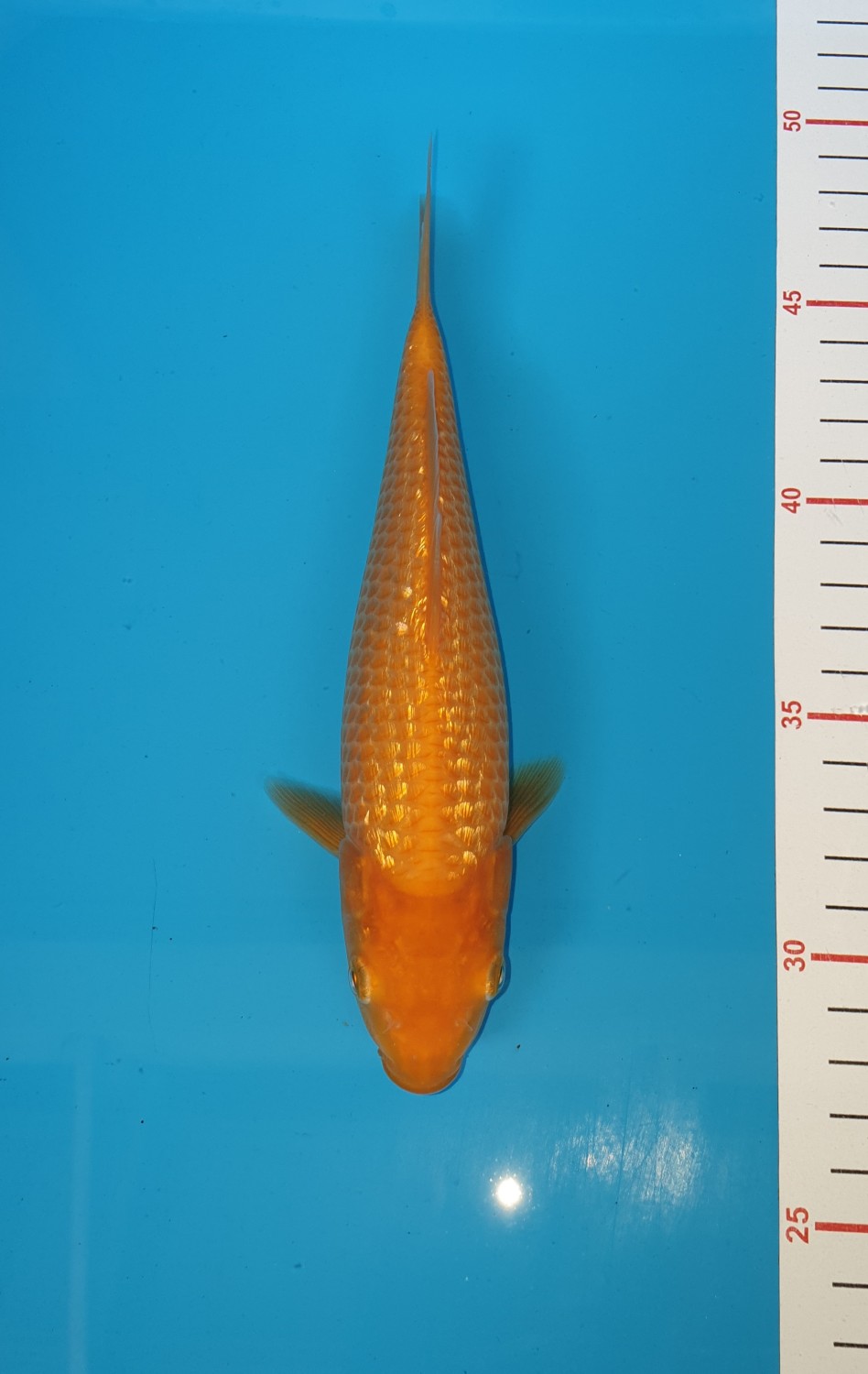Juara 2