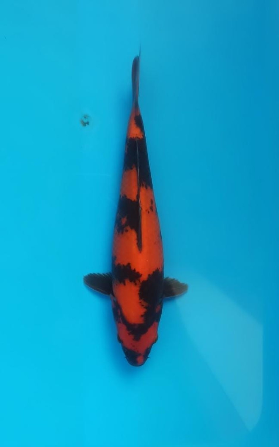 Best In Size D 31 - 33 cm