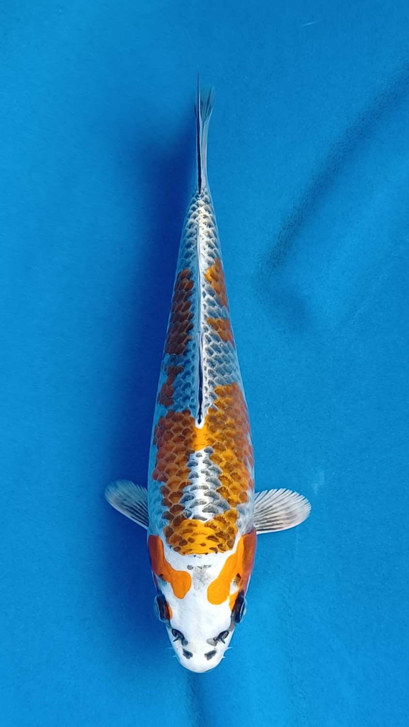 Juara 2