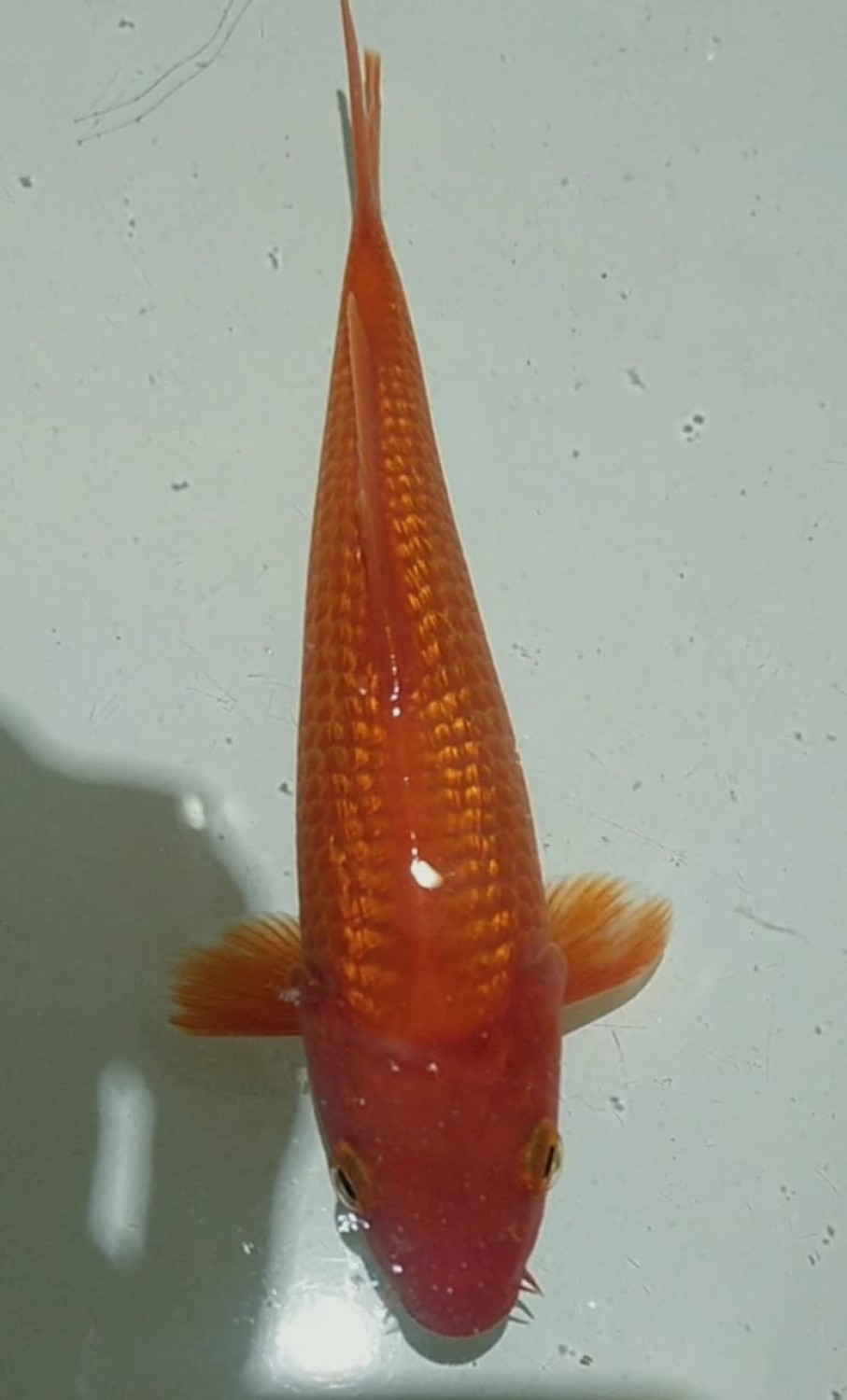 Juara 1