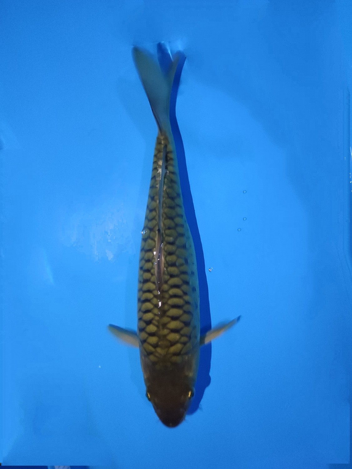 Best In Size F 28 - 30 cm