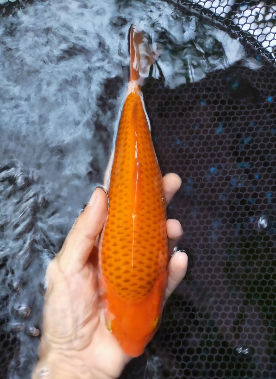 Best In Size E 28 - 30 cm