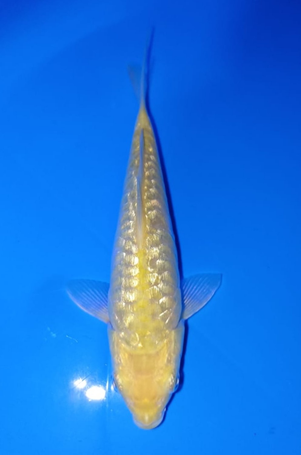 Best In Size F 16 - 18 cm