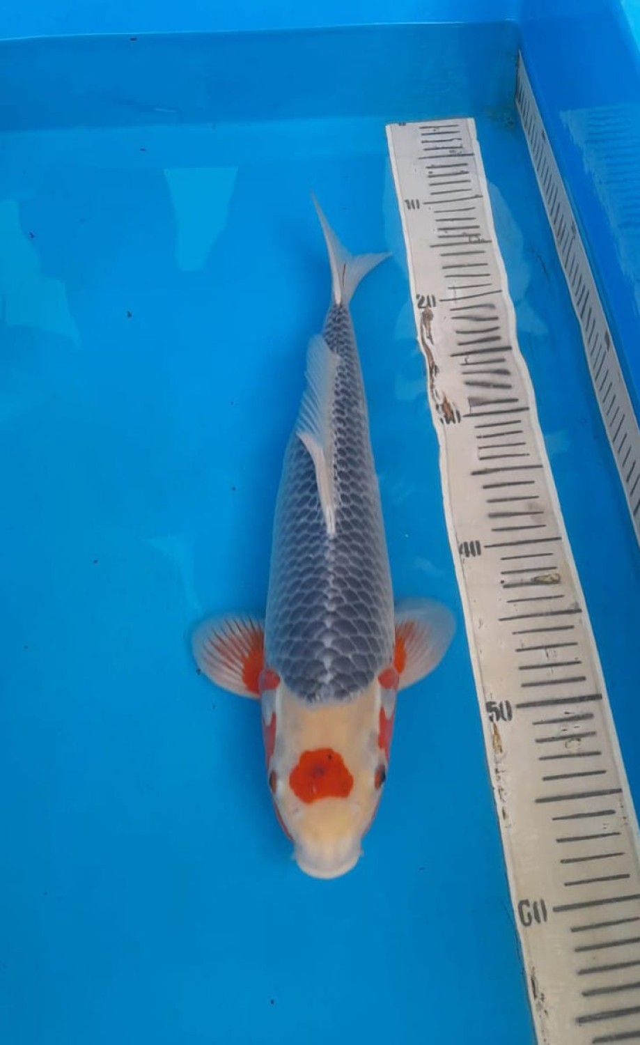 Juara 1