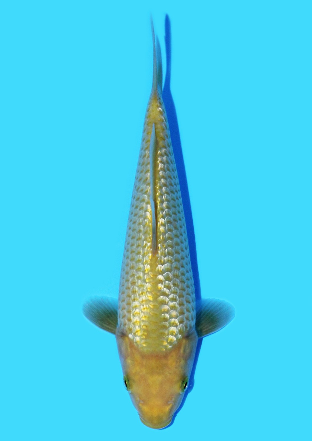Juara 5