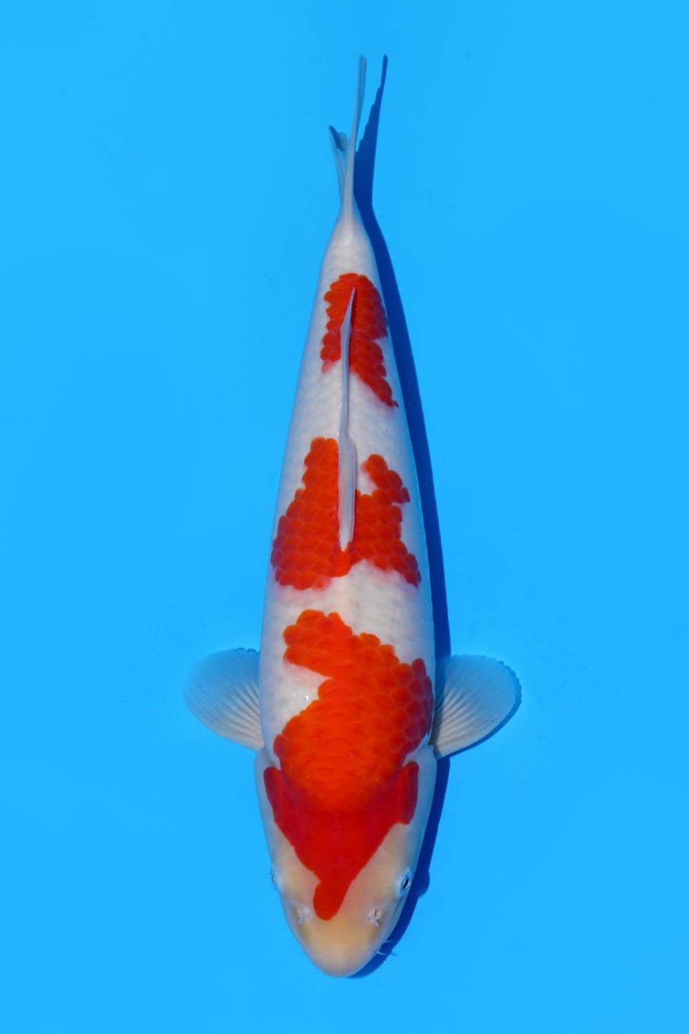 Juara 5