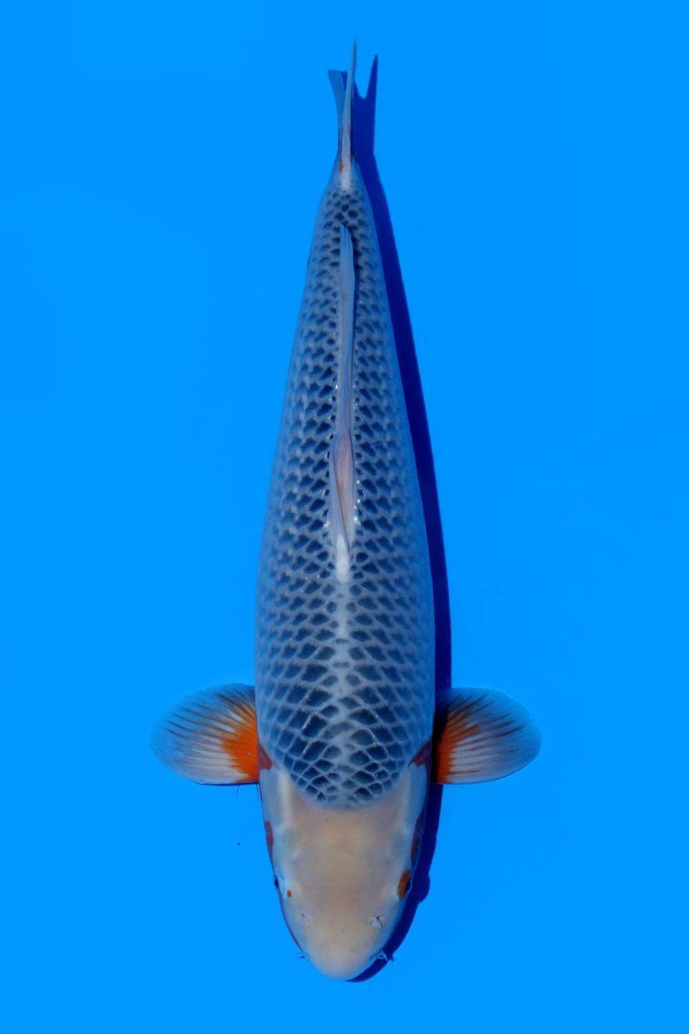 Juara 1