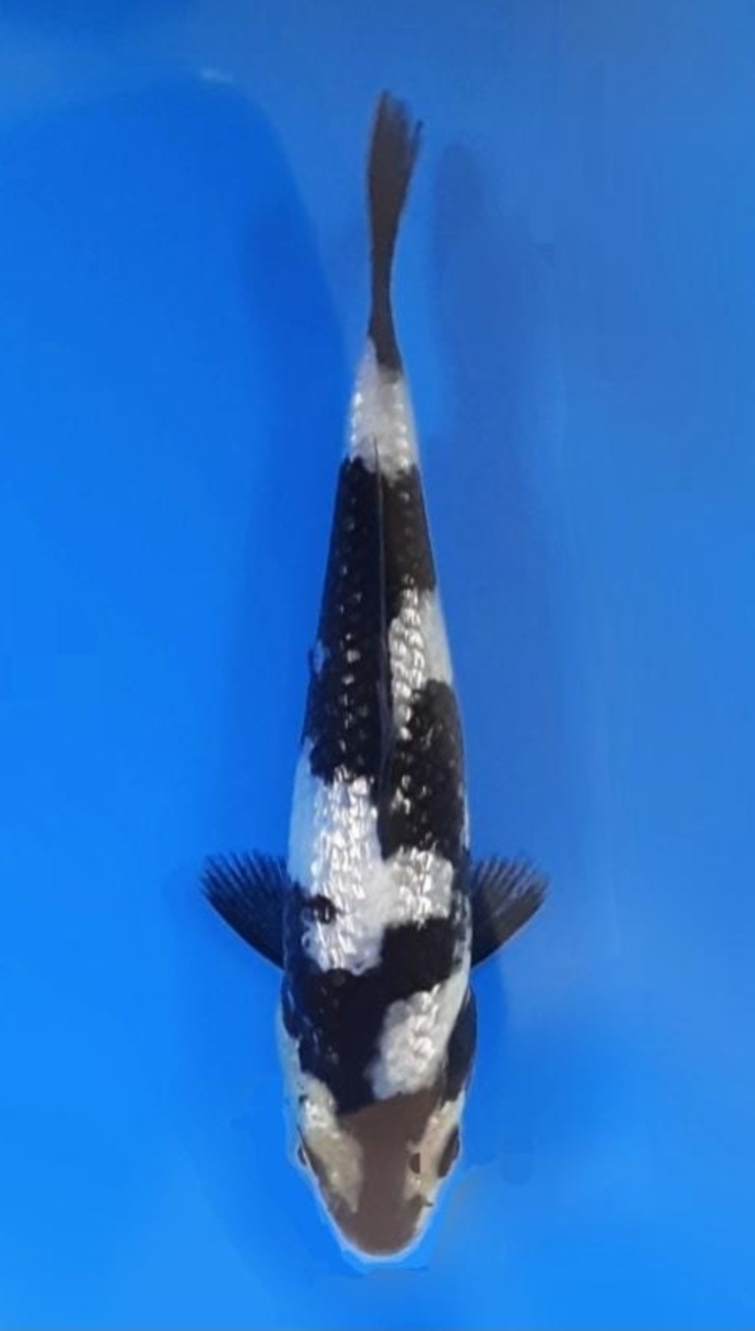 Juara 2