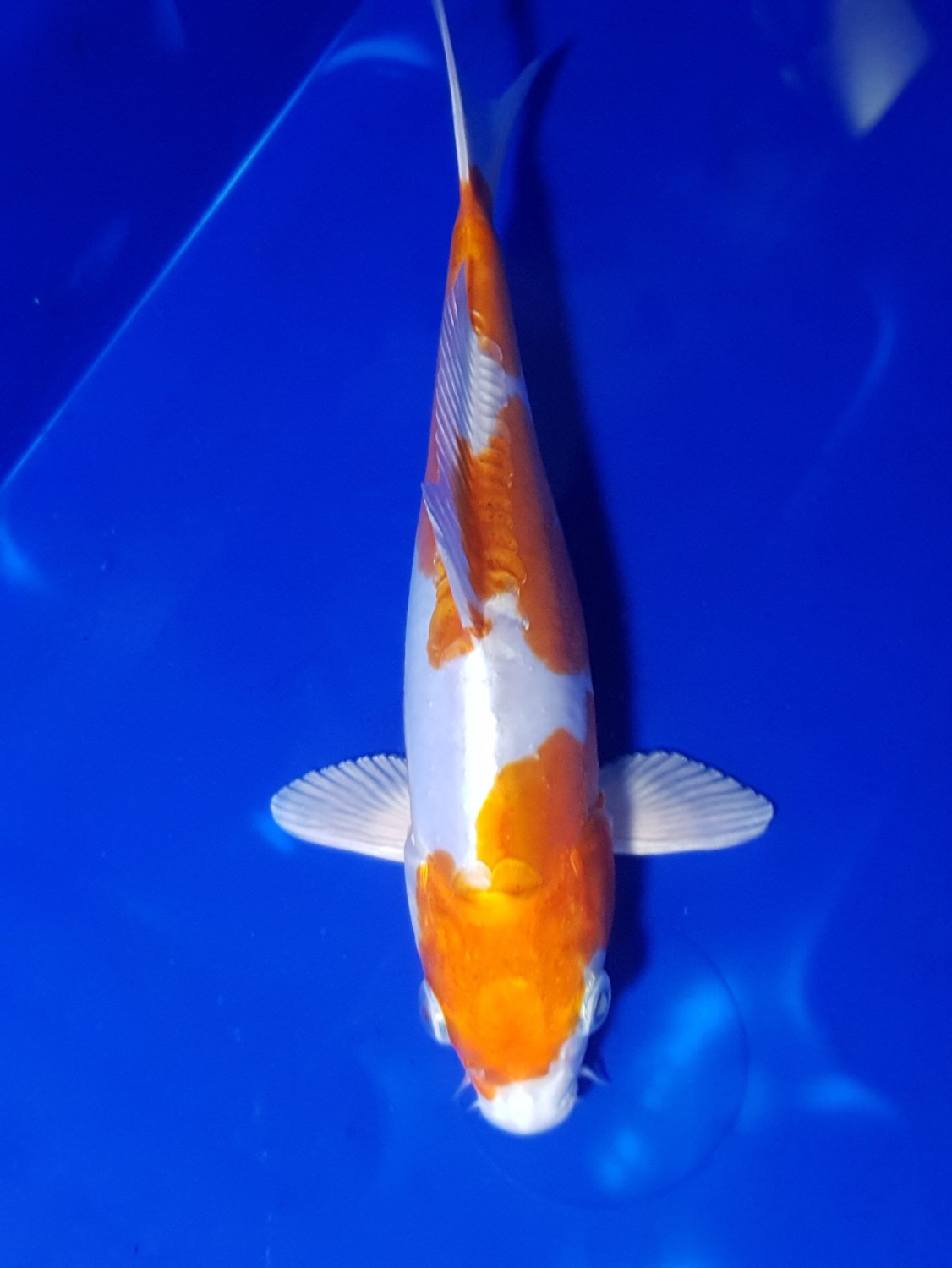 Juara 2