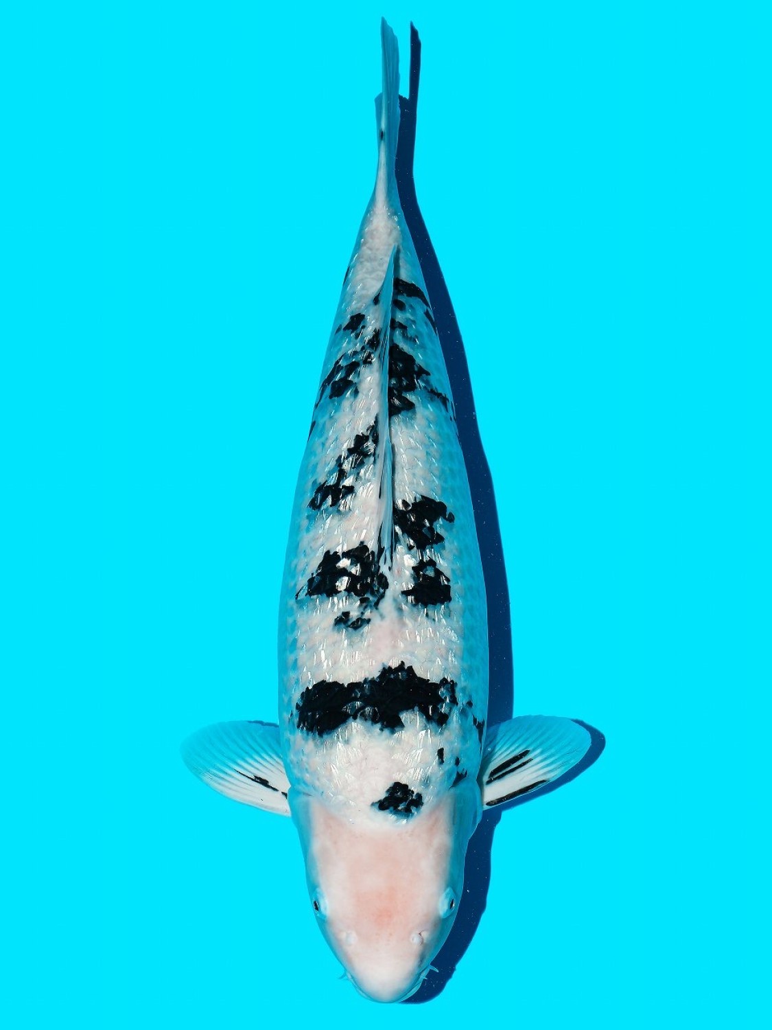 Juara 5