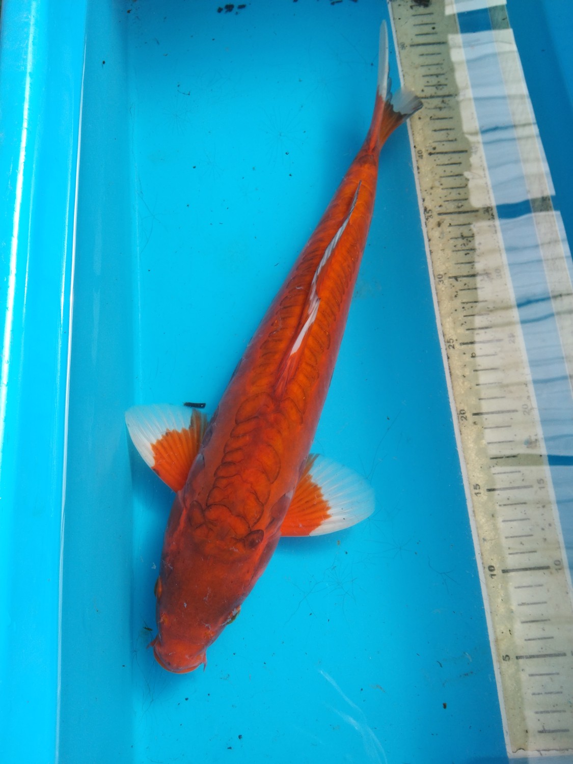 Juara 3