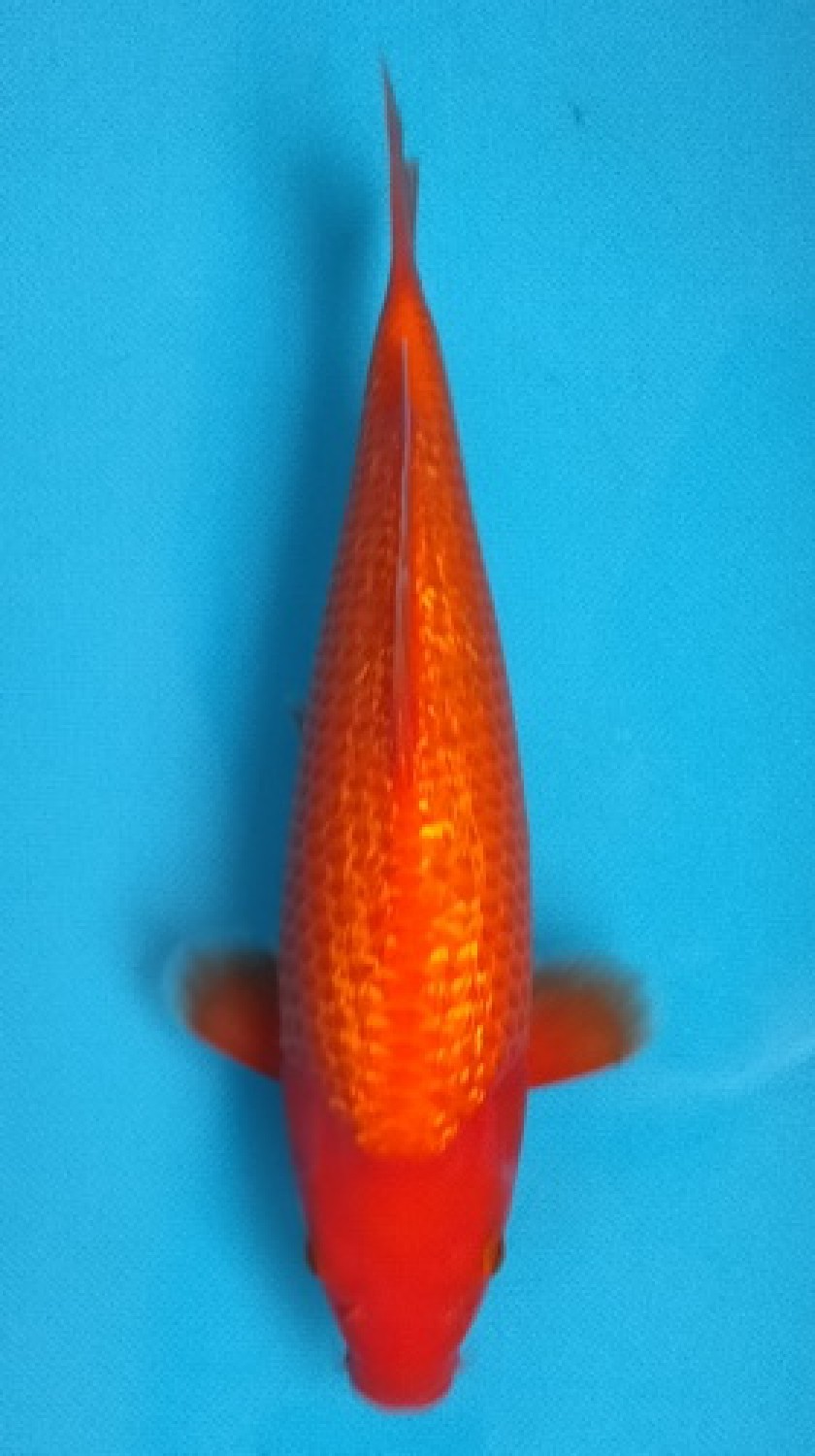 Juara 2