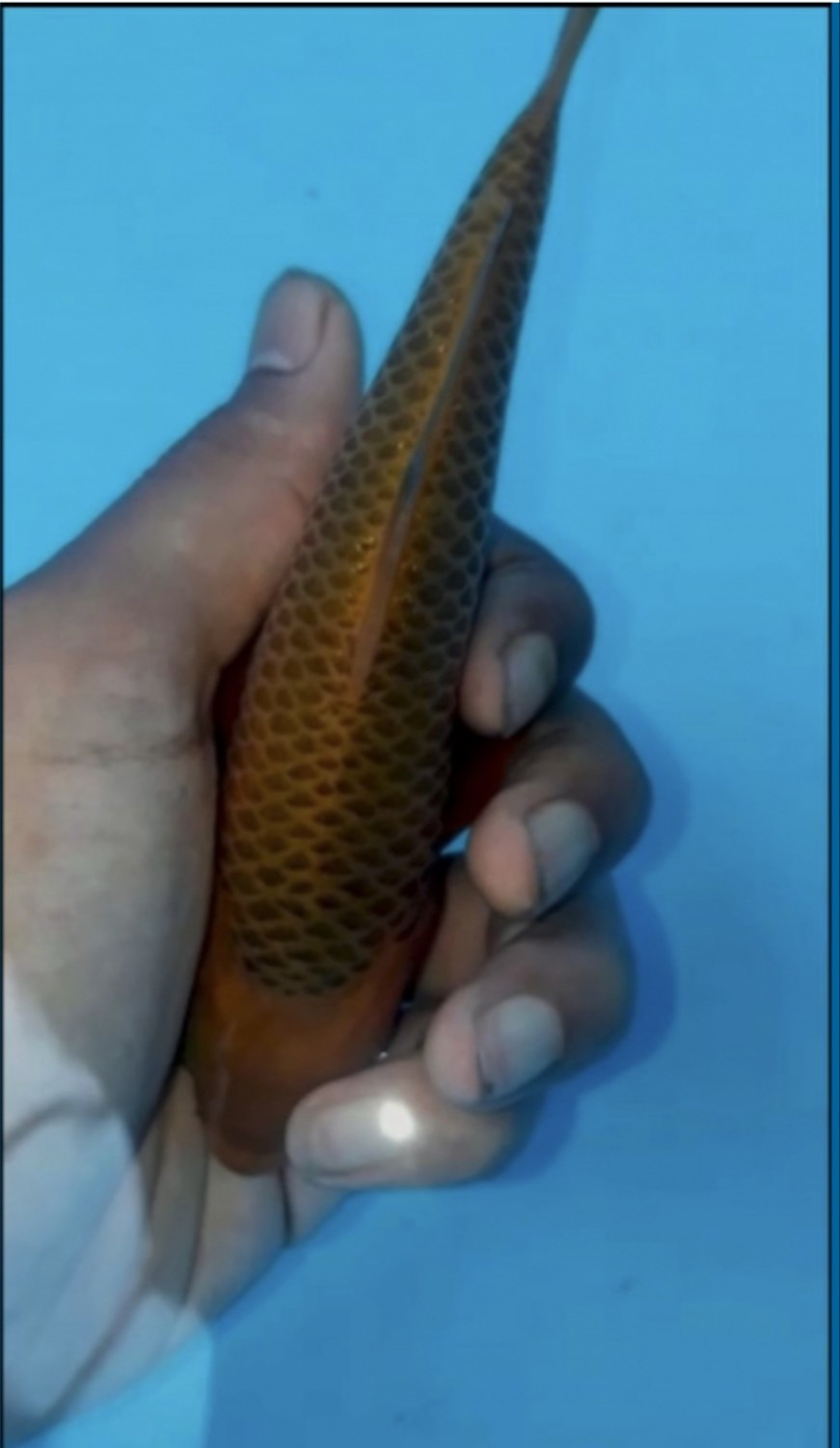 Juara 4