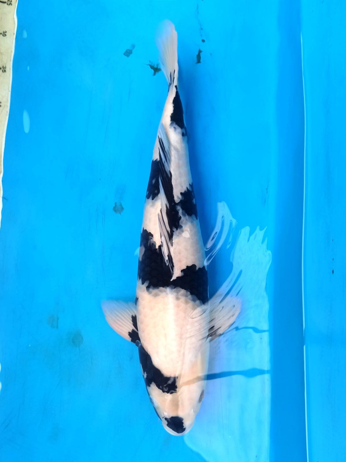 Juara 2