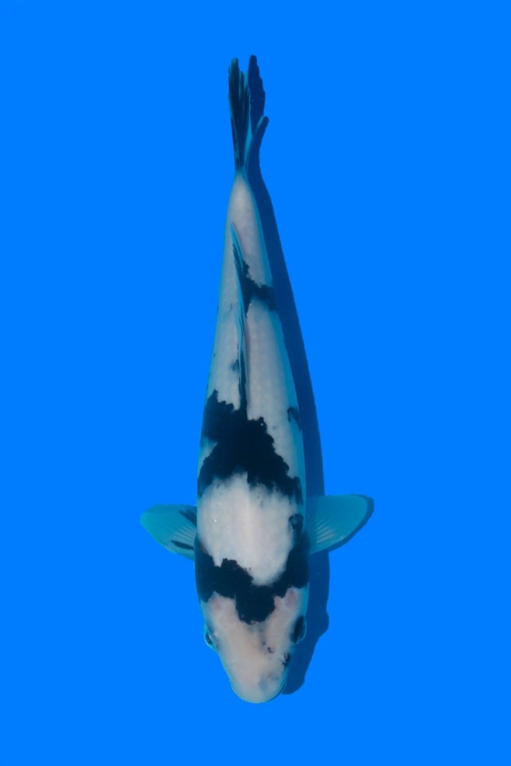 Juara 2
